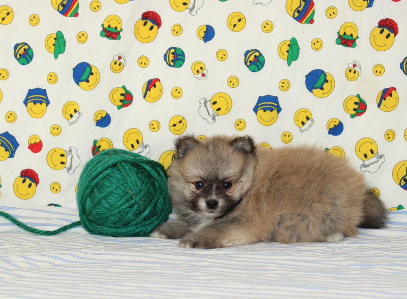 puppy, for, sale, Pomeranian, Matthew B. Stoltzfus, dog, breeder, Gap, PA, dog-breeder, puppy-for-sale, forsale, nearby, find, puppyfind, locator, puppylocator, aca
